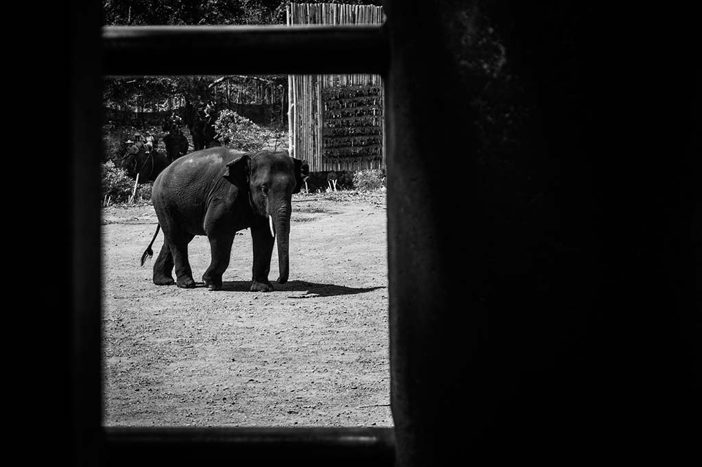 fotografía de viaje Tailandia elefante