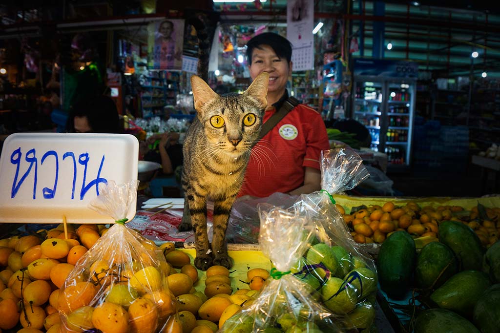 fotografía de viaje Tailandia gato