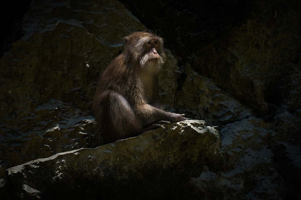 fotografía de viaje Tailandia mono